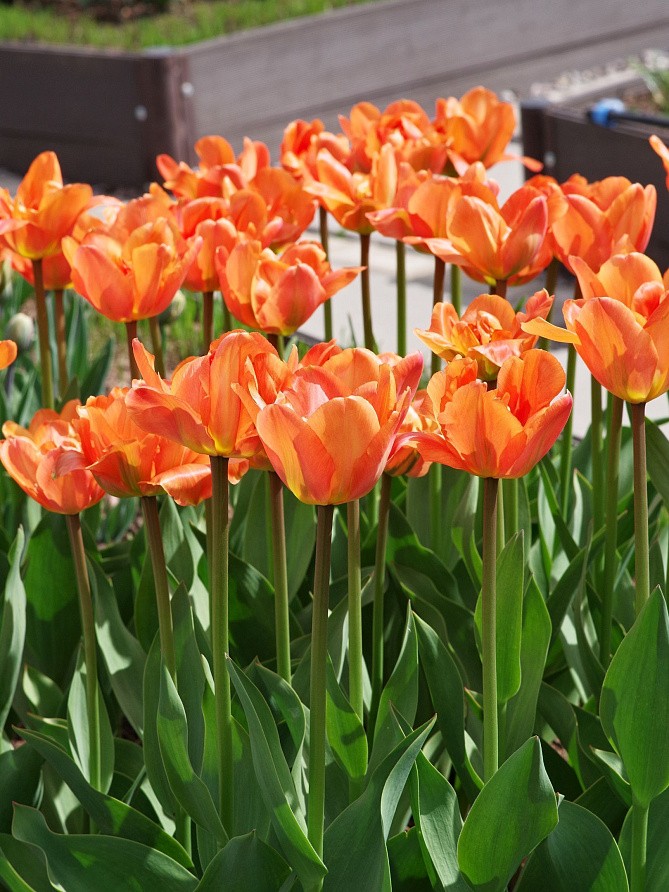 Партнер Тюльпан махровый ранний Монте Оранж ^(5шт/уп), изображение 1