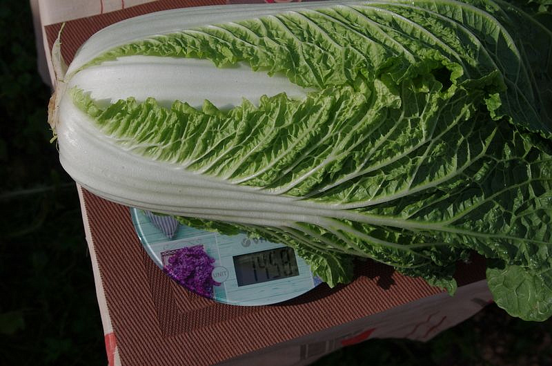 Партнер Капуста Пекинская ГИДРА F1 ^(0,5г), изображение 5