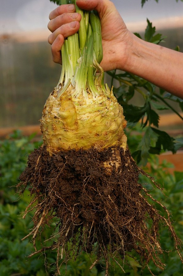 Партнер Сельдерей корневой АЛБИН ^(0,3г), изображение 1