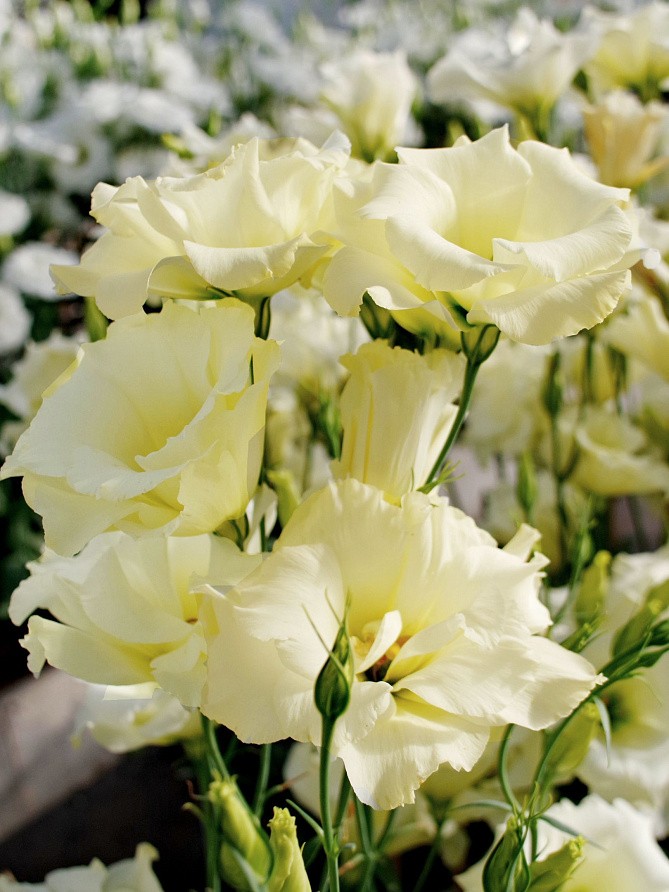 Партнер Эустома F1 срезочная махровая МАДАМ НОУЛЗ ^(5шт в амп), изображение 3