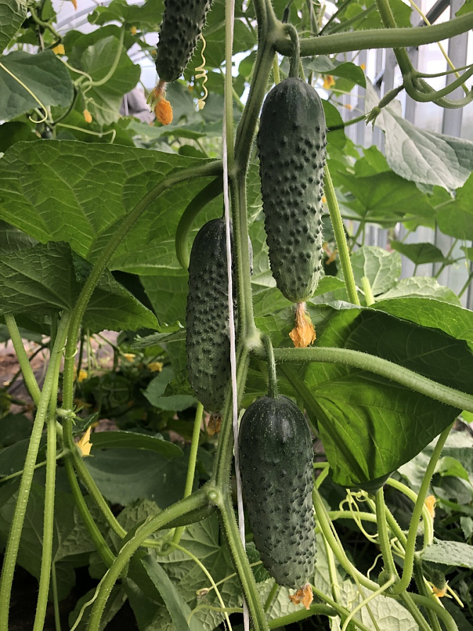 Партнер Огурец ГОША F1 ^(5шт), изображение 1