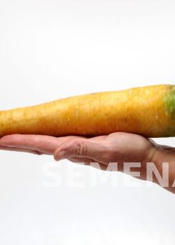 Партнер Морковь столовая ЕЛЛОУСТОУН ^(0,5г) фото 5