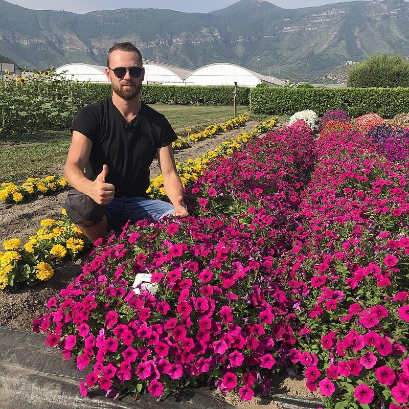 Партнер Петуния серия "Итальянка" ВИОЛЕТТА F1 /многоцветковая каскадная фиолетовая ^(5шт в амп), изображение 5