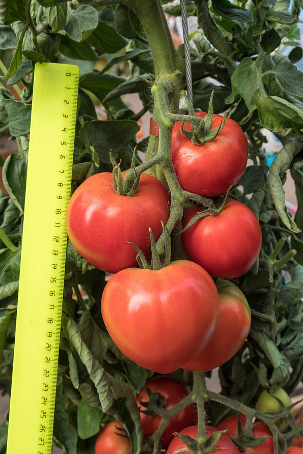 Партнер Томат ДЕМЕТРА F1 ^(10шт) 2-ной пак, изображение 7