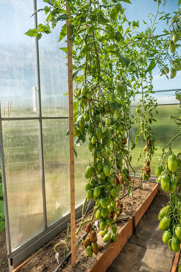 Партнер Томат БУРАЯ ГРОЗДЬ F1 ^(10шт) 2-ной пак, изображение 3