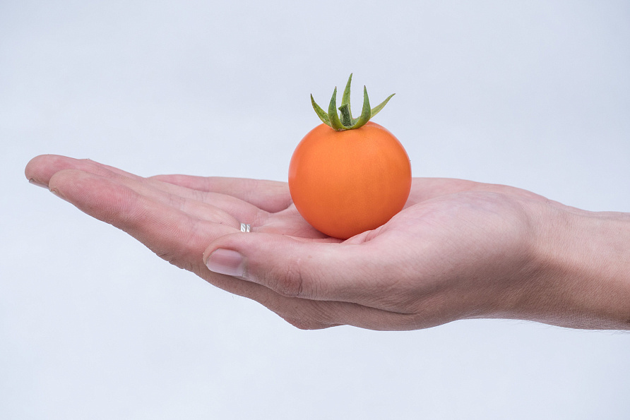 Партнер Томат ЧЕРРИ ОРАНЖЕВЫЙ ЗЕМЛЕДЕЛЕЦ F1 ^(0,05г) 2-ной пак, изображение 1