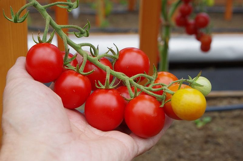 Партнер Томат ШОУ МЕН F1 ^(10шт) 2-ной пак, изображение 5