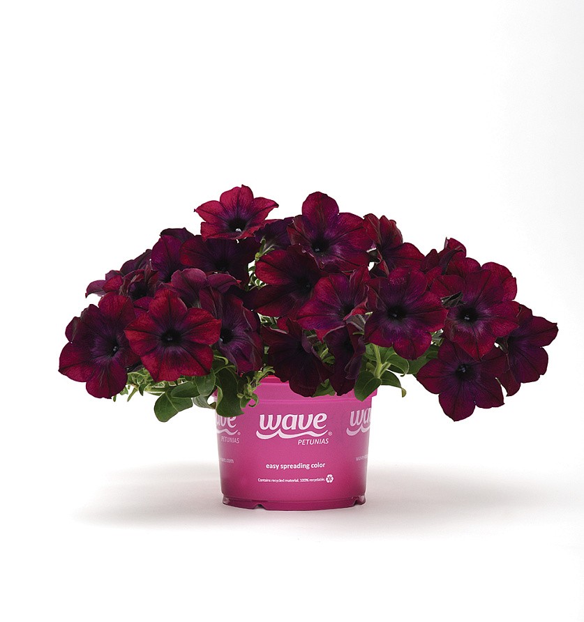 Партнер Петуния F1 серия ИЗИ ВЭЙВ БУРГУНДИ ВЕЛЮР/ многоцветковая каскадно-ампельная^(5шт в амп), изображение 4