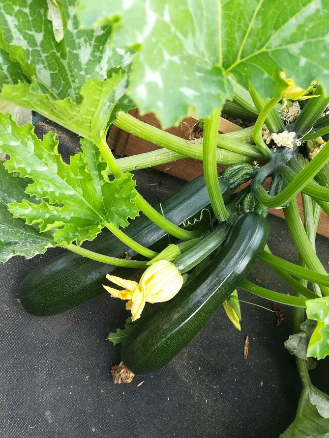 Партнер Кабачок цуккини НЕФРИТ ^(10шт), изображение 2