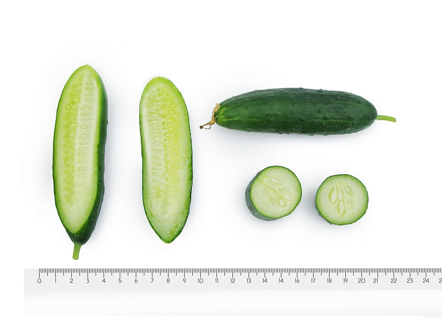 Партнер Огурец КРОШ F1 ^(10шт), изображение 3