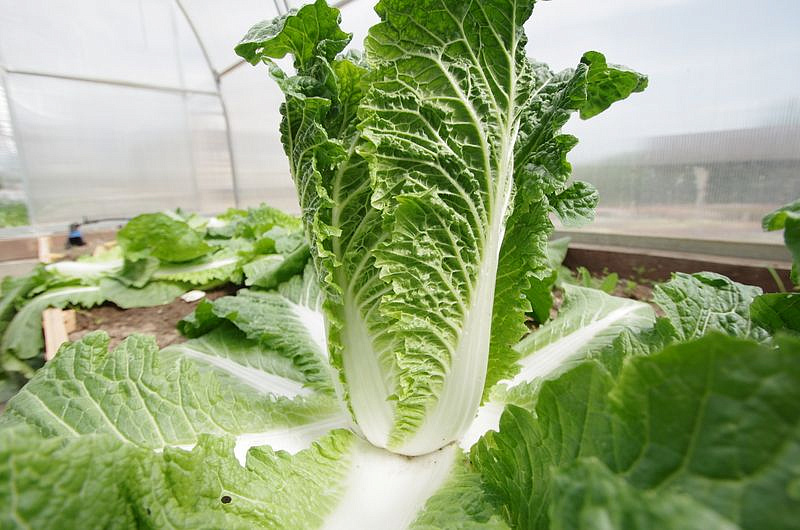 Партнер Капуста Пекинская ГИДРА F1 ^(0,5г), изображение 9