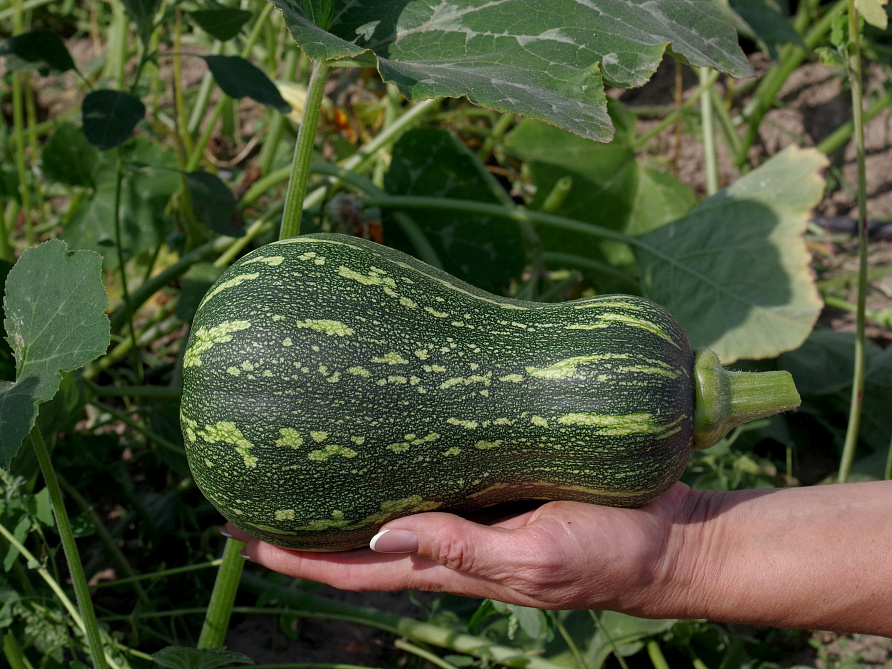 Партнер Тыква КВАКИ ^(5шт), изображение 1