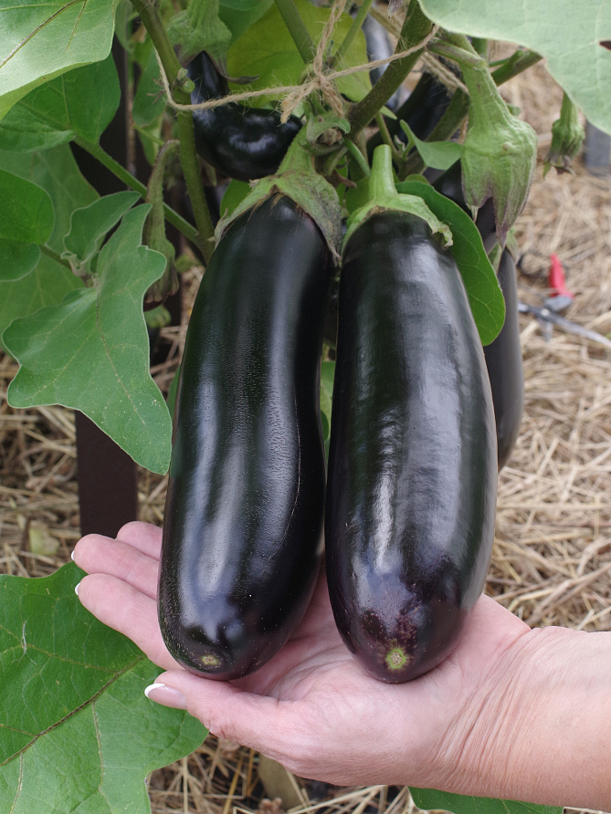 Партнер Баклажан СЕВЕРНЫЙ ИНДИГО F1 ^(10шт) 2-ной пак, изображение 4