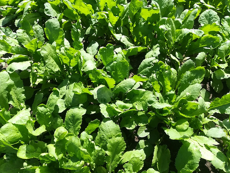 Партнер Кресс-салат ДАНСКИЙ ^(3г), изображение 1