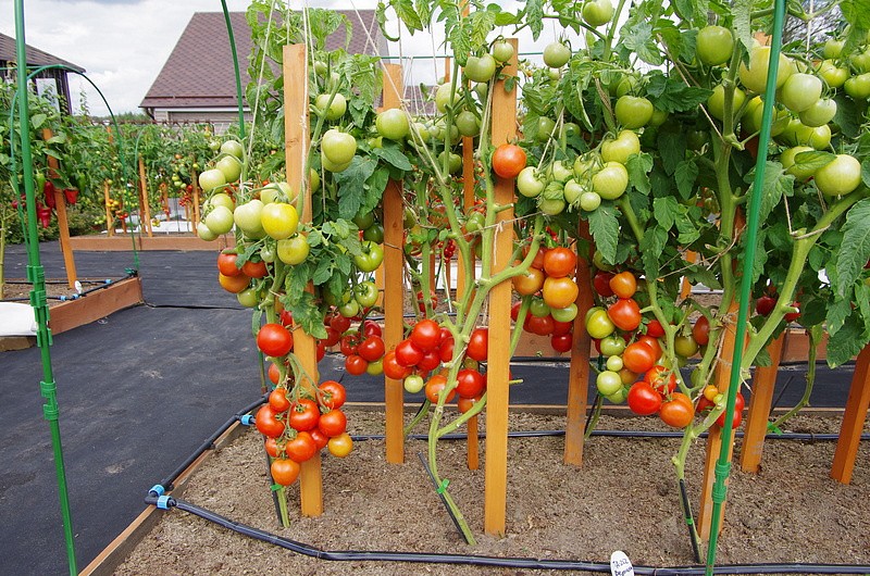 Партнер Томат ВЕРОЧКА F1 ^(0,05г) 2-ной пак, изображение 8