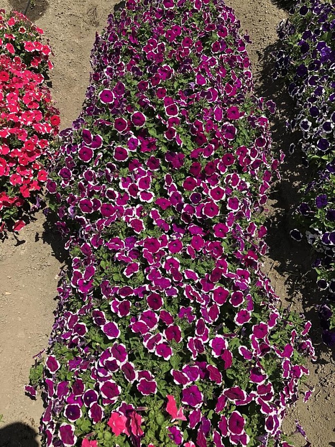 Партнер Петуния серия "Белладонна" БУРГУНДИ ПИКОТИ F1 / многоцветковая каскадная^(5шт в амп), изображение 1