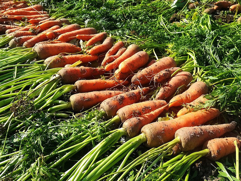 Партнер Морковь БОЛИВАР F1 ^(0,5г), изображение 5