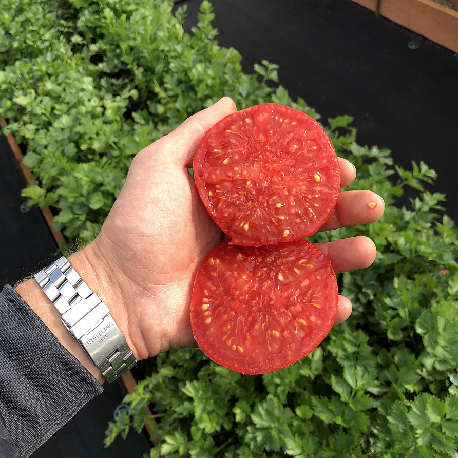 Партнер Томат МОНГОЛ КАРЛИК ^(10шт) 2-ной пак, изображение 1