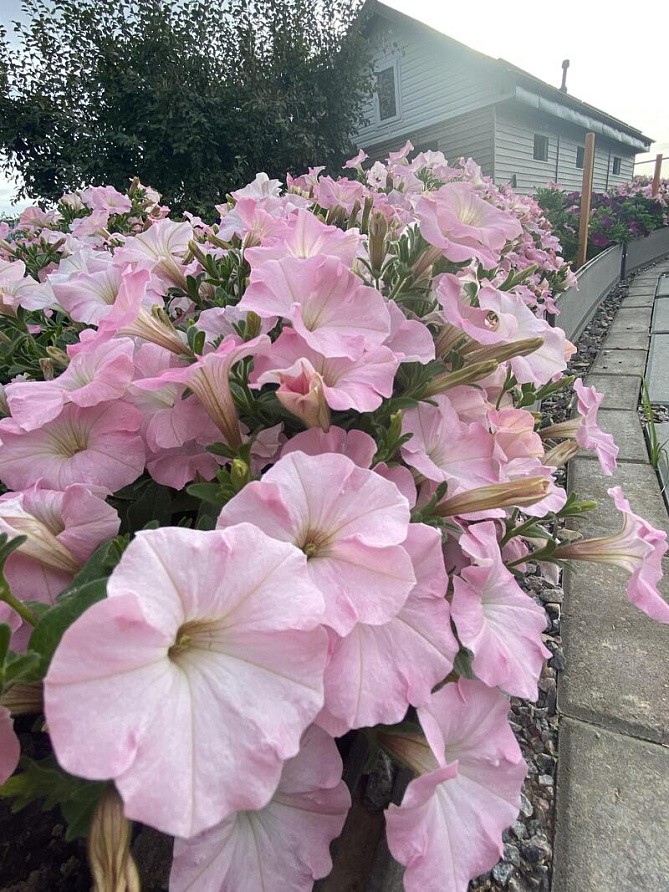 Партнер Петуния серия "МиМи" АВРОРА F1 /многоцветковая каскадная ^(5шт в амп), изображение 1