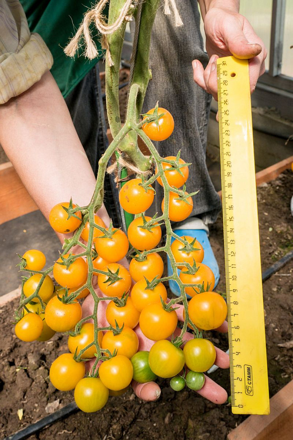 Партнер Томат ЧЕРРИ КРАСКИ F1 ^(5шт) 2-ной пак, изображение 3