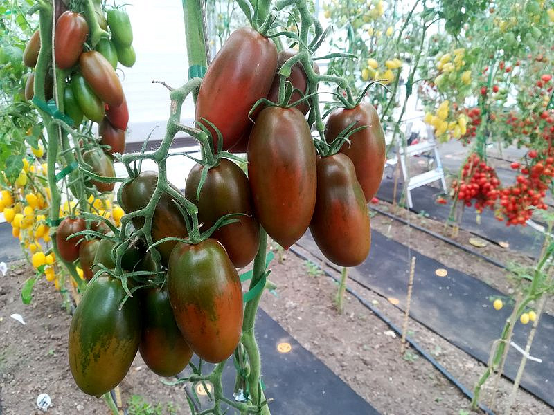 Партнер Томат БУРАЯ ГРОЗДЬ F1 ^(10шт) 2-ной пак, изображение 6