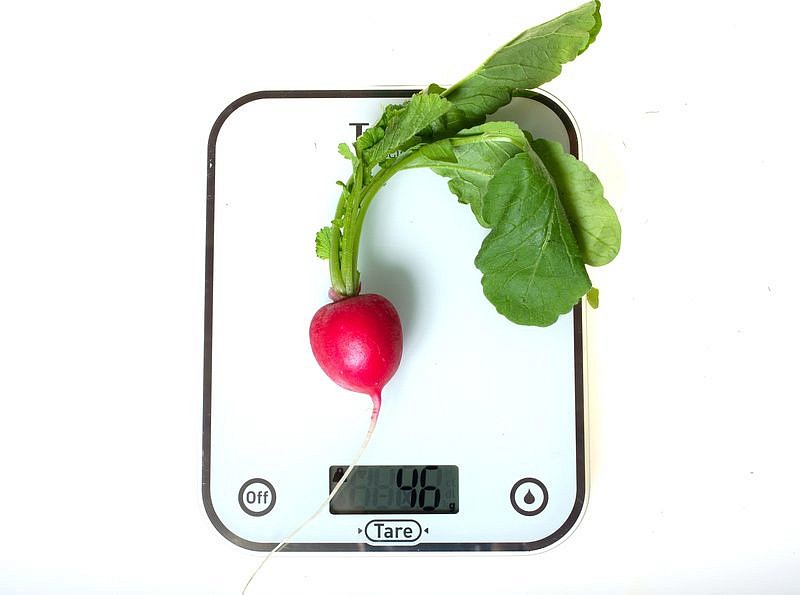 Партнер Редис ЦАРЕВНА F1 ^(1г), изображение 2