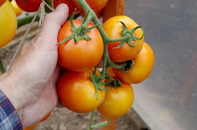 Партнер Томат ОРАНЖЕВАЯ МАМА F1 ^(0,05г) 2-ной пак, изображение 3