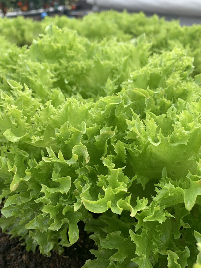 Партнер Салат КУЧЕРЯВЕЦ ПАРТНЕР ^(1г), изображение 1