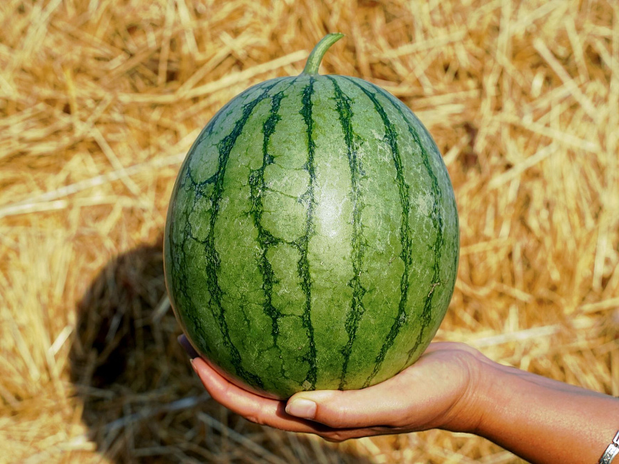 Партнер Арбуз ВЗРЫВ F1 ^(5шт) 2-ной пак, изображение 1