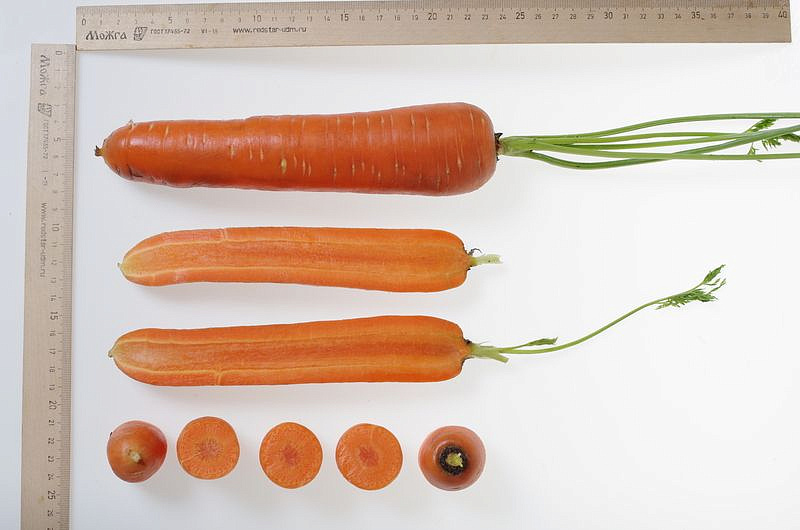 Партнер Морковь ДАРИНА ^(1г), изображение 4