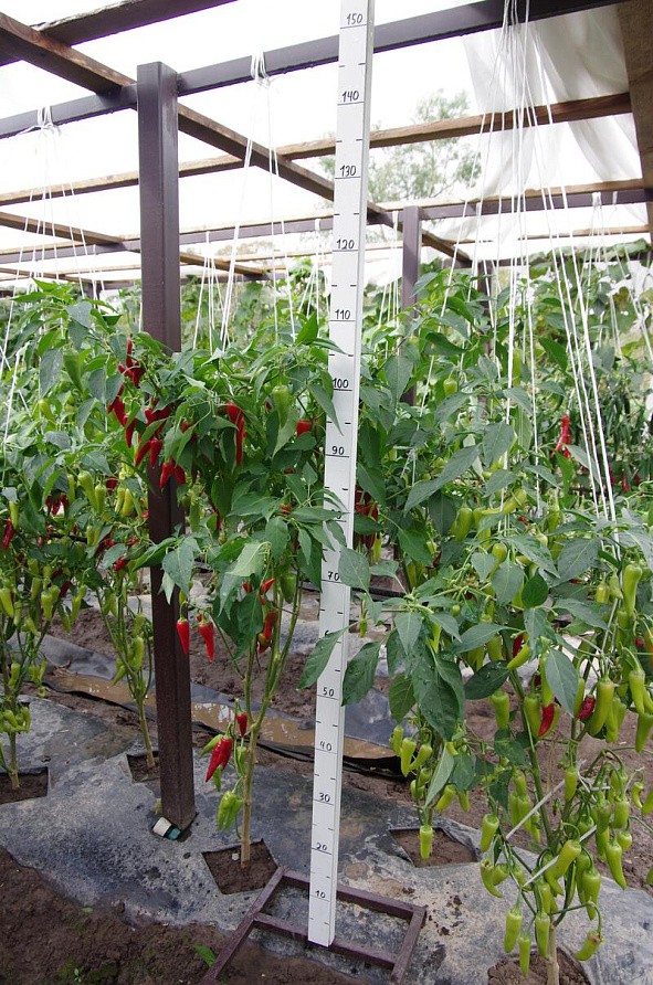 Партнер Перец острый СТАСИ F1 ^(5шт), изображение 2