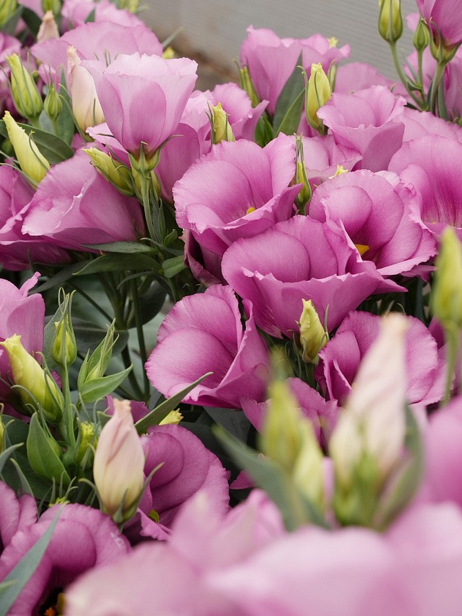 Партнер Эустома F1 карликовая МИСС ШАРЛИ ^(5шт в амп), изображение 5