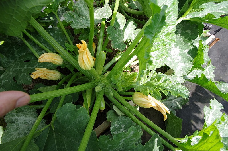 Партнер Кабачок МАЭСТРО F1 ^(10шт), изображение 3