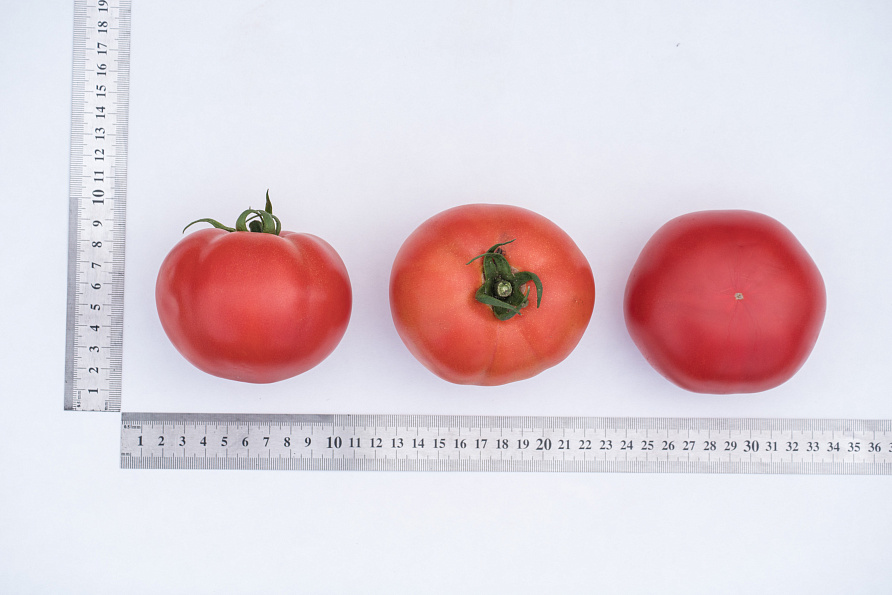 Партнер Томат КАСТЕЛЬЯНО F1 ^(5шт) 2-ной пак, изображение 9