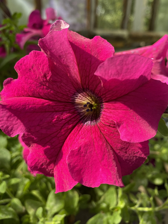 Партнер Петуния серия "Супремо" ЭМИЛИЯ F1 / крупноцветковая полуампельная^(5шт в амп), изображение 4