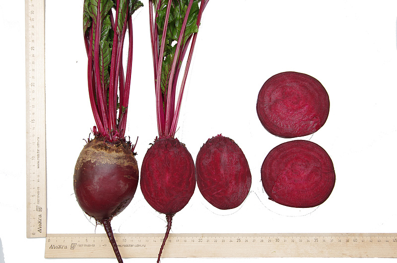 Партнер Свекла столовая КЕСТРЕЛ F1 ^(1г), изображение 5