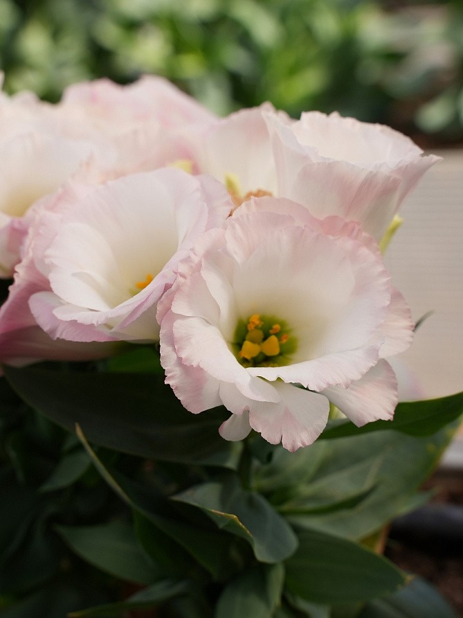 Партнер Эустома F1 карликовая махровая ЛЕДИ КЭМЕРОН ^(5шт в амп), изображение 2