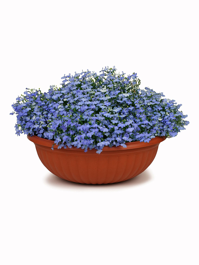 Партнер Лобелия каскадная РИВЬЕРА СКАЙ БЛЮ ^(10шт в амп), изображение 3