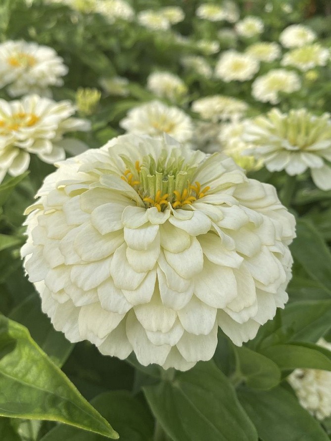 Партнер Цинния F1 БЕЛЫЙ АНТИК / георгиновидная ^(4шт) , изображение 4