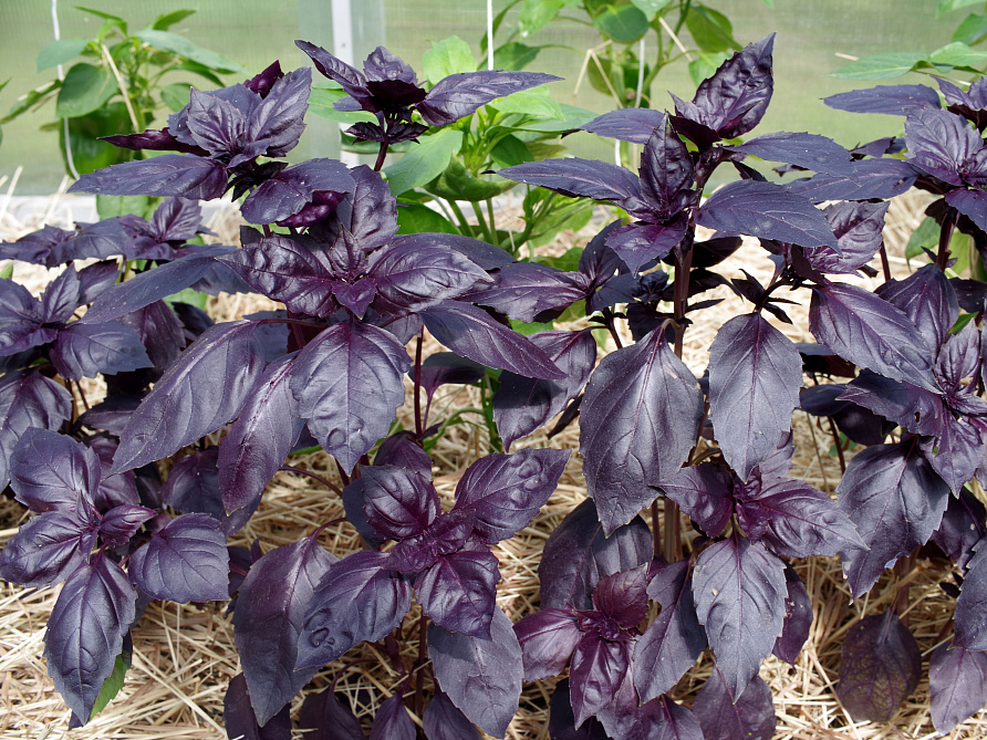 Партнер Базилик РОЗИ фиолетовый ^(1г), изображение 2