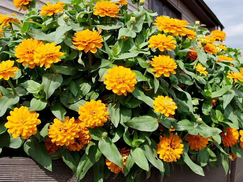 Партнер Цинния МАНДАРИНОВЫЙ КОНФИТЮР / мариландская махровая ^(5шт) , изображение 4