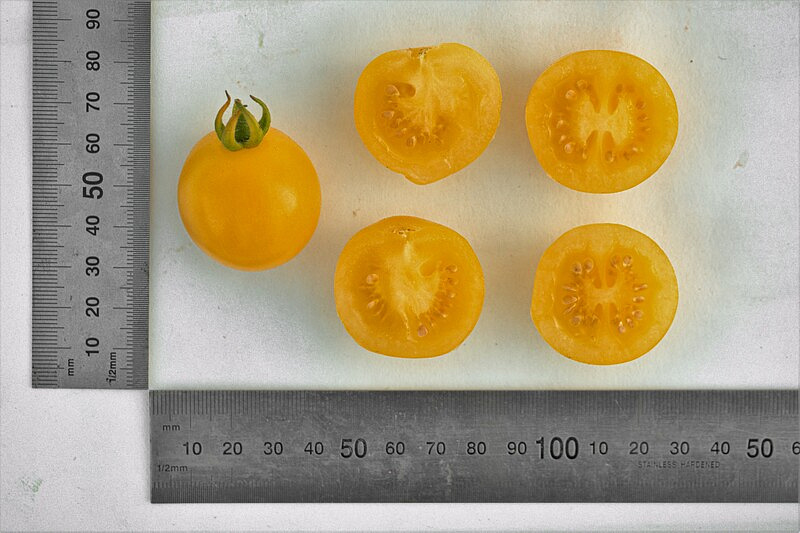 Партнер Томат ДОКТОР КЭРОЛИН ^(10шт) 2-ной пак, изображение 5