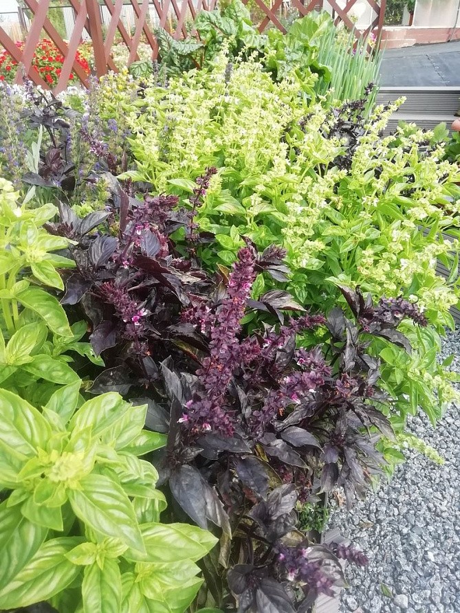 Партнер Базилик РЕД РУБИН ^(1г), изображение 1