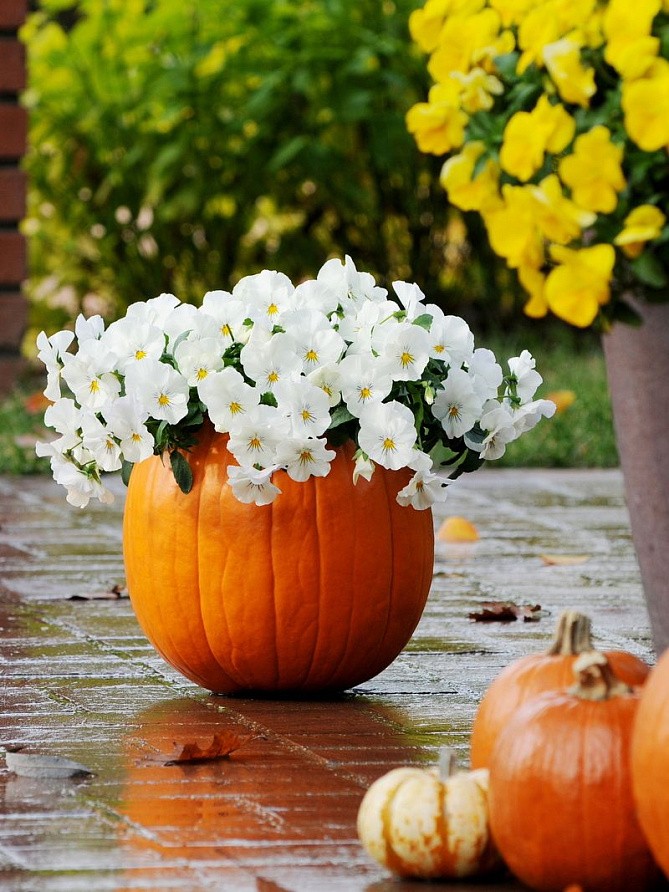 Партнер Виола F1 ампельная КУЛ ВЭЙВ УАЙТ ^(5шт в амп), изображение 3