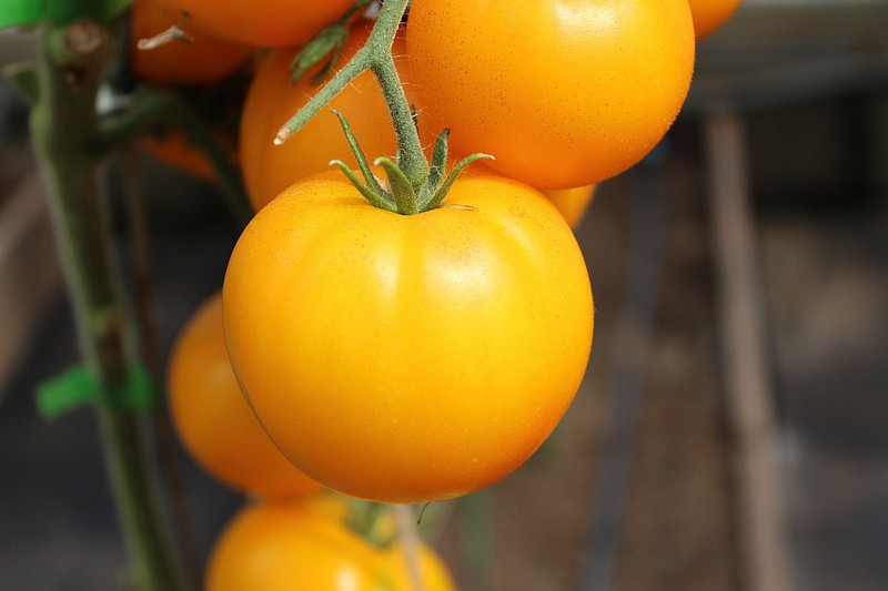 Партнер Томат АЗОЮШКА ^(10шт) 2-ной пак, изображение 5