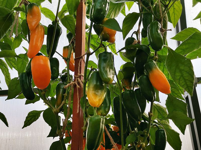 Партнер Перец КЕША F1 ^(5шт) 2-ной пак, изображение 2