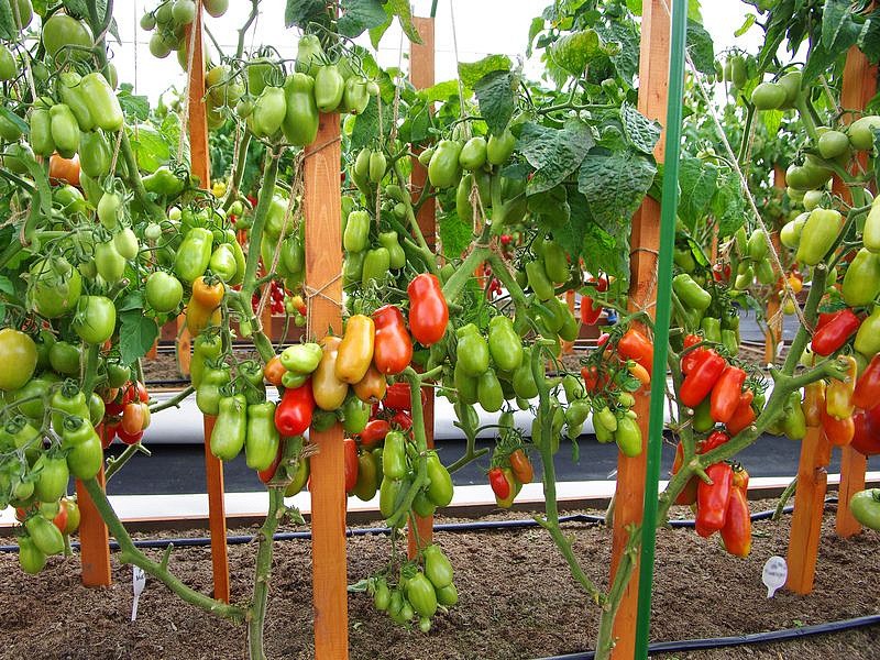 Партнер Томат ЖИГОЛО ^(0,05г) 2-ной пак, изображение 4