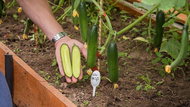 Партнер Огурец КОН АМОР F1 ^(5шт), изображение 3