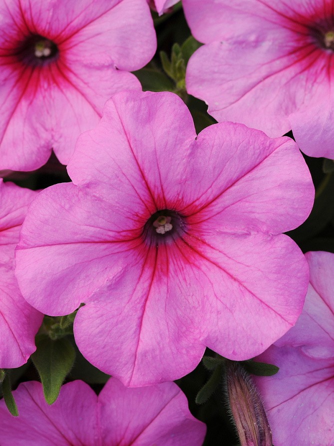 Партнер Петуния F1 серия ИЗИ ВЭЙВ ПИНК ПЕЙШН/ многоцветковая каскадно-ампельная^(5шт в амп), изображение 5