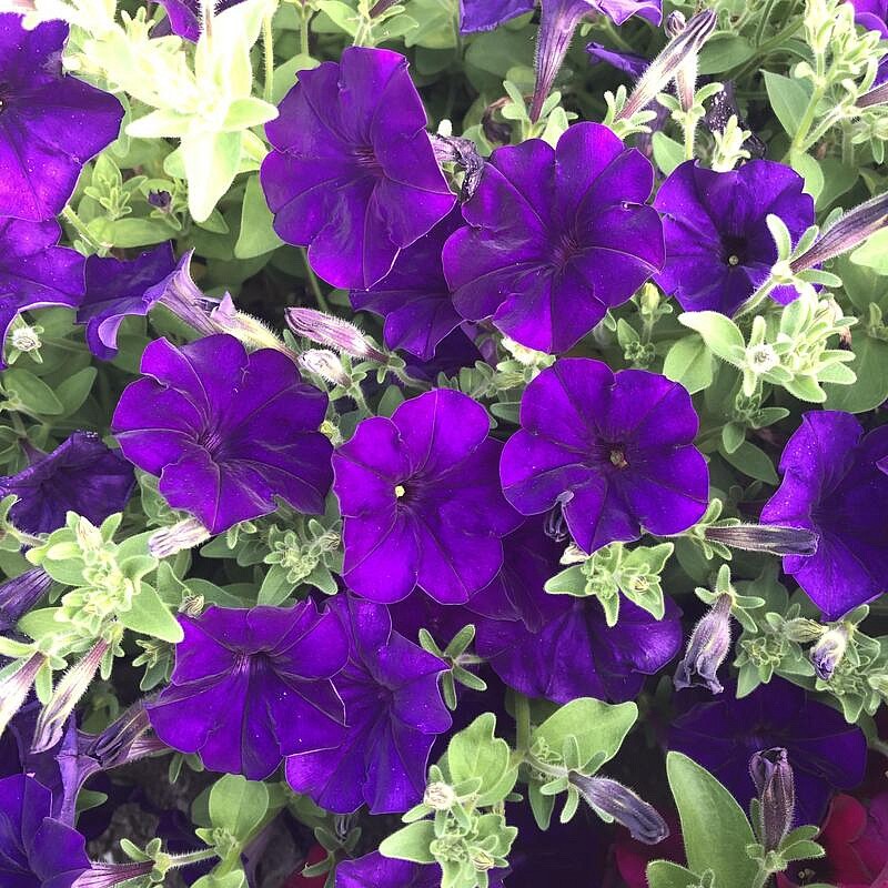 Партнер Петуния серия "Мими" СИЛЬВАНА F1 / многоцветковая каскадная^(5шт в амп), изображение 6